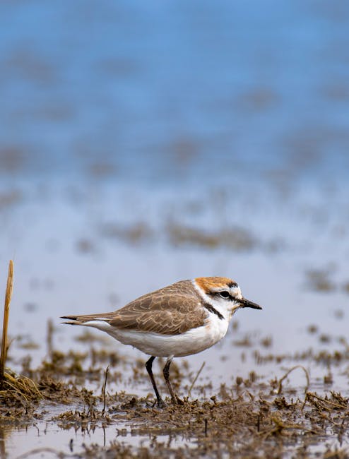 A small brown and white bird, likely a species of plover, standing on muddy ground near the edge of a body of water. The bird has a distinctive black eye stripe, a white underbelly, and brown upper parts with streaks. It is positioned close to some sparse grass and debris, with the water behind it appearing calm and slightly reflective, under natural daylight. The scene captures the bird during a home relocation or outdoor setting, with no human activity or furniture visible, indicating a natural environment near water, potentially relevant to packing or outdoor moving preparations by a company like Man with Van Kentish Town.